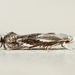 Elachistidae - Photo (c) Michael King, todos los derechos reservados, subido por Michael King