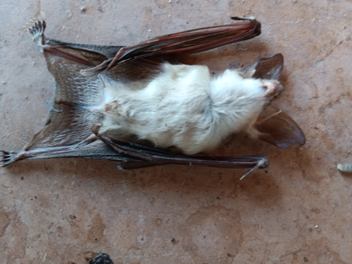 Pallid Bat