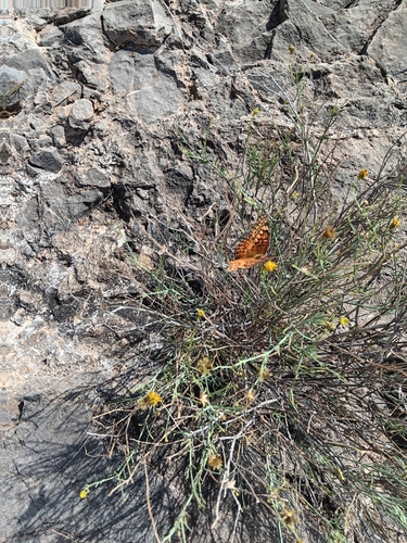 Variegated Fritillary