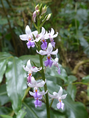 Calanthe sylvatica