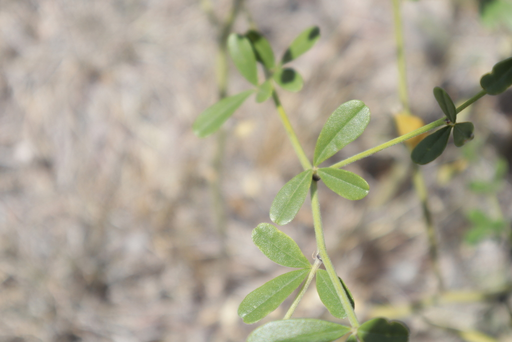 Slimflower Scurfpea from Grant County, NM, USA on July 3, 2023 at 12:11 ...