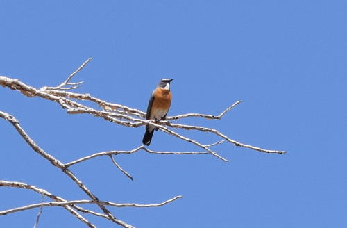 White-throated Robin