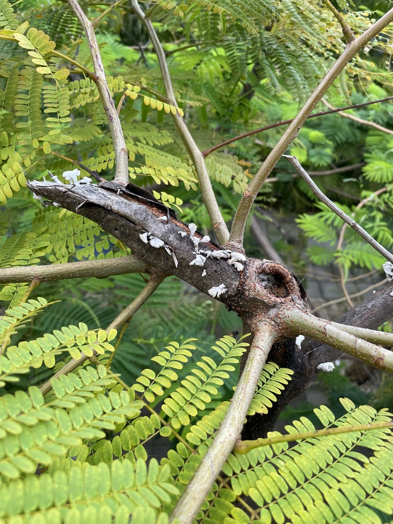 splitgill mushroom from Calle Ocotal, Carrillo, Guanacaste, CR on June