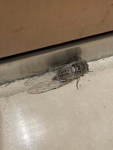 Selymbria modesta image