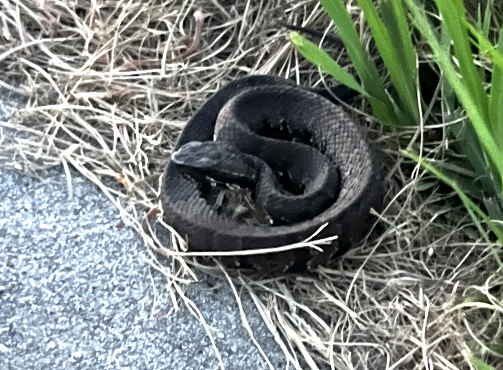 Northern Cottonmouth from Bay Glen, Houston, TX, US on July 3, 2023 at