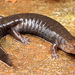 Kanawha Blackbelly Salamander - Photo (c) Jake Scott, all rights reserved, uploaded by Jake Scott