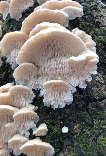 Irpiciporus mollis