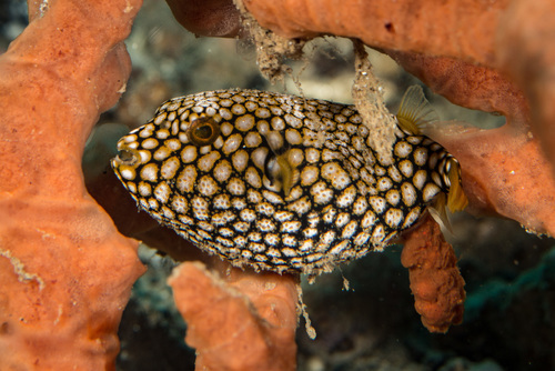 Map Puffer