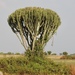 Euphorbia candelabrum - Photo (c) passagenorth, όλα τα δικαιώματα διατηρούνται, uploaded by passagenorth