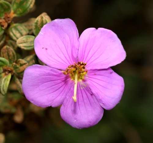 Osbeckia walkeri · iNaturalist