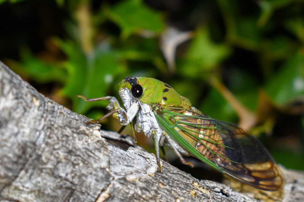 Superb Dogday Cicada from Garrison Park, Austin, TX 78745, USA on June