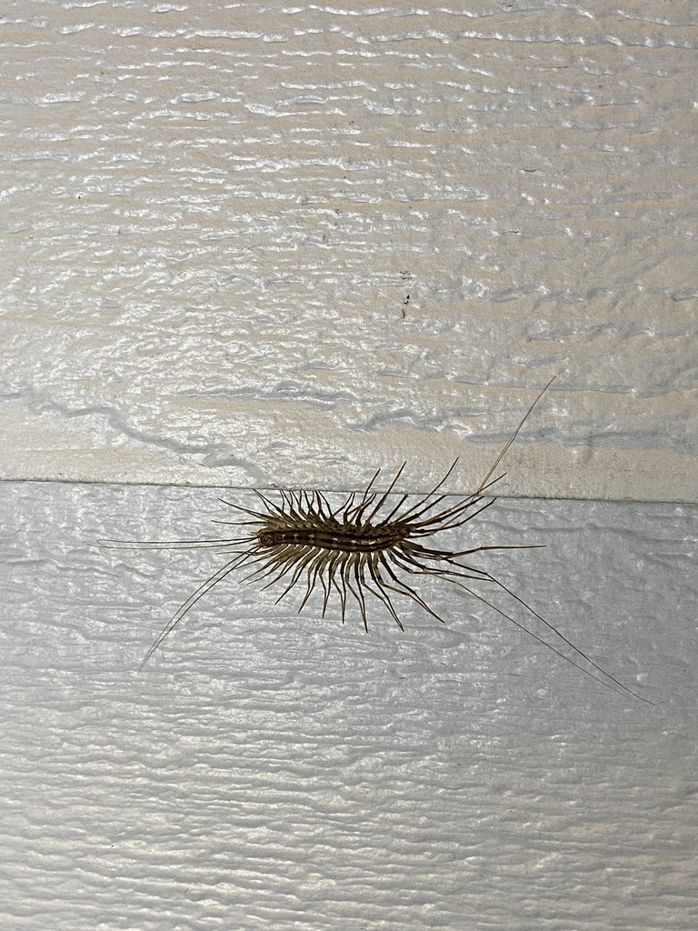 House Centipede Washington State