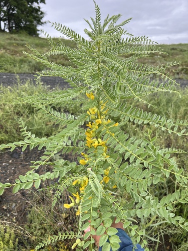 Astragalus christianus
