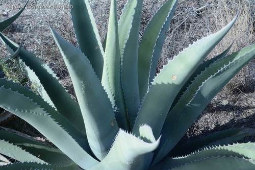 Rough century plant