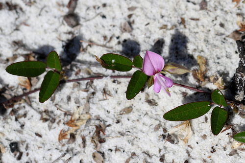Florida milkpea (Galactia floridana)