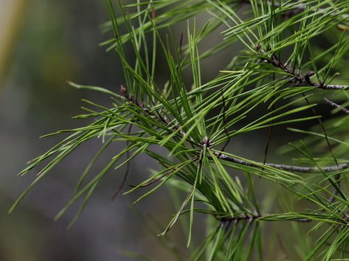 sand pine