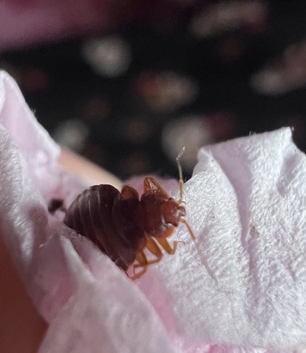 Common Bed Bug
