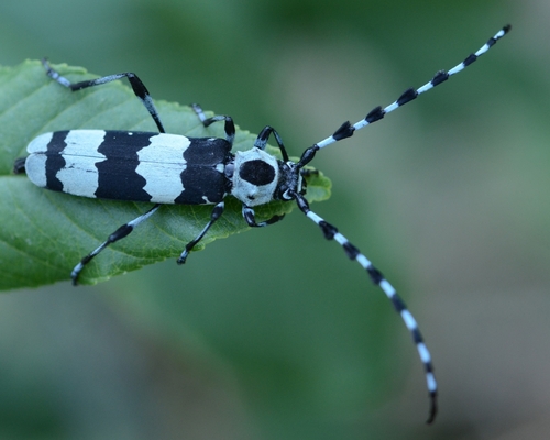 Banded Alder Borer