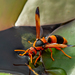 Large Australasian Mason Wasps - Photo (c) Andrew Rock, all rights reserved