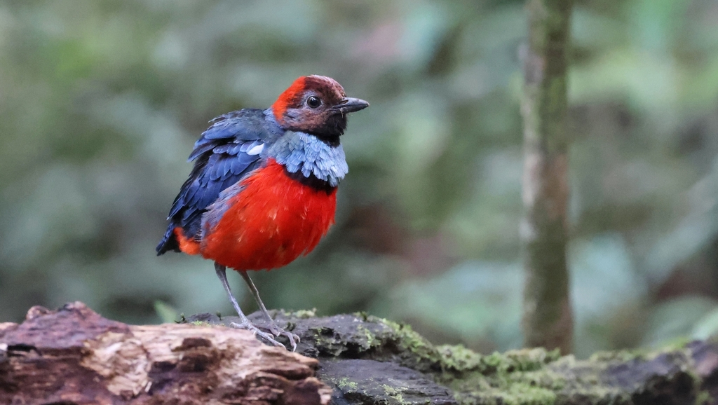 Papuan Pitta photo