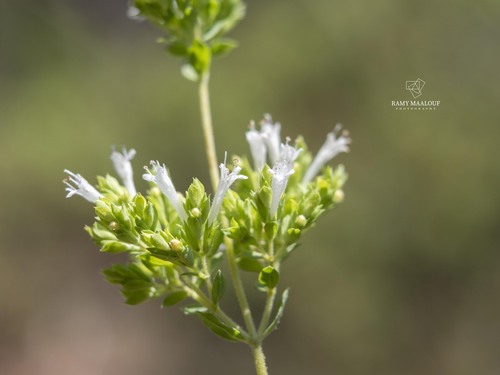 Ehrenberg's Marjoram (Origanum ehrenbergii)