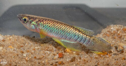 Epiplatys olbrechtsi