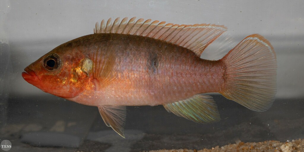 Jewel Cichlid In June 2023 By Russellbriantate INaturalist   Large 