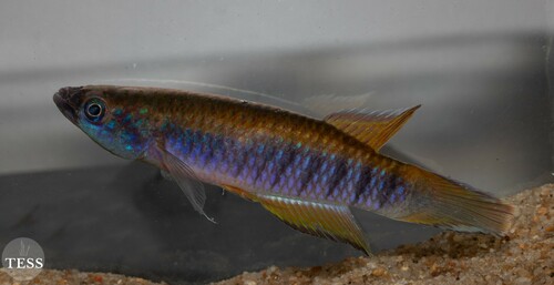 Epiplatys fasciolatus
