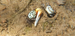 Tubuca bellator image