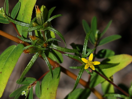 Florida chinchweed (Pectis linearifolia)