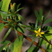 Florida Chinchweed - Photo (c) Jay L. Keller, all rights reserved, uploaded by Jay L. Keller