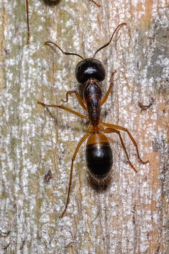 Banded Sugar Ant