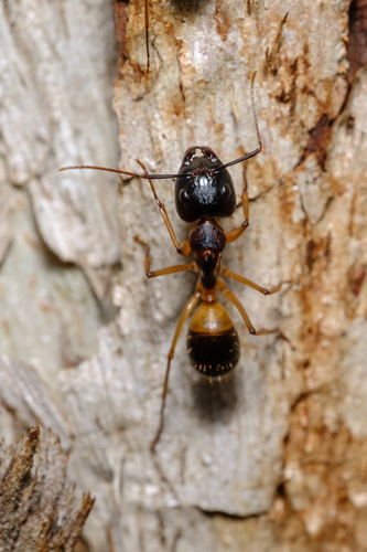 Banded Sugar Ant