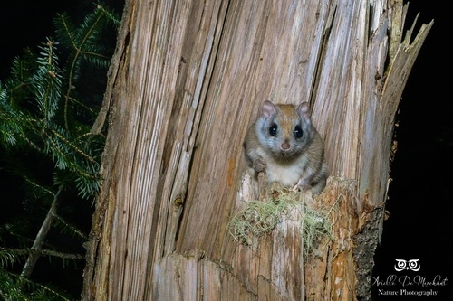 Northern Flying Squirrel