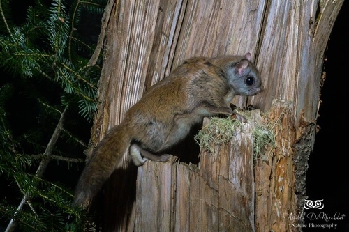 Northern Flying Squirrel