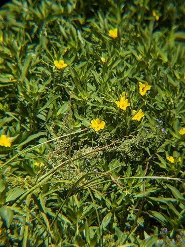 water primrose