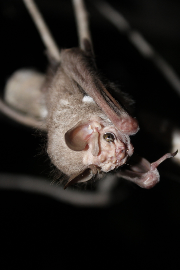 wrinkle-faced bat from Ramal Aeropuerto - Autopista, Benito Juárez ...