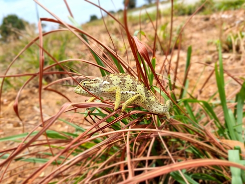 Flap-necked Chameleon
