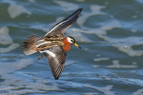 Red Phalarope
