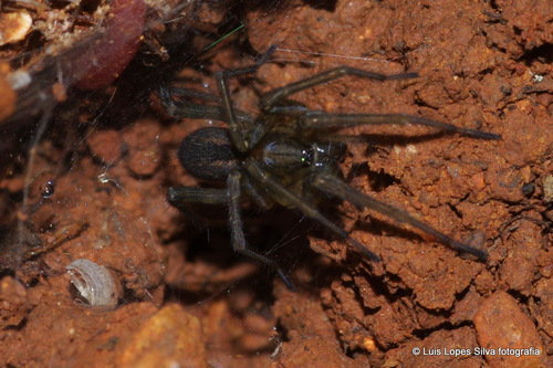Eratigena feminea
