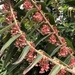 Phyllanthus salviifolius - Photo (c) sandragalean, כל הזכויות שמורות, הועלה על ידי sandragalean