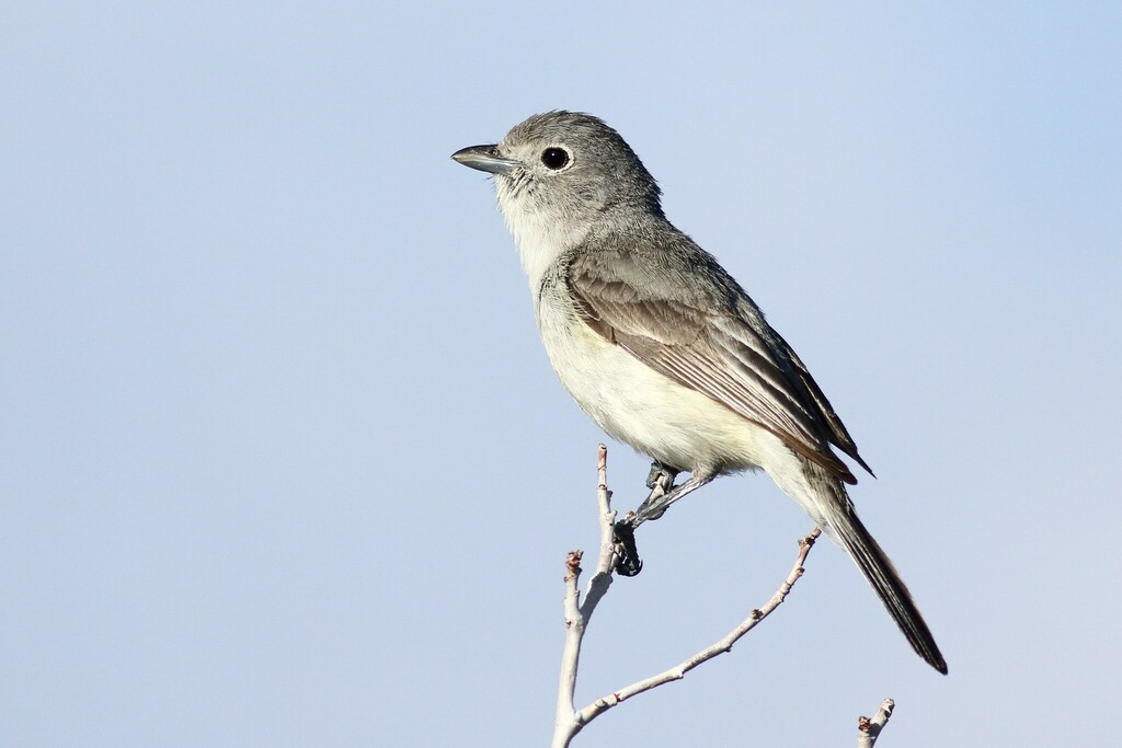 Gray Vireo photo