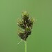 Carex oronensis - Photo (c) Jackson Frost, todos os direitos reservados, uploaded by Jackson Frost