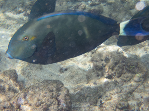 Dark Surgeonfish