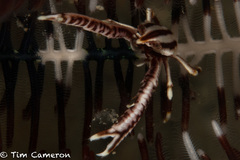 Allogalathea elegans image
