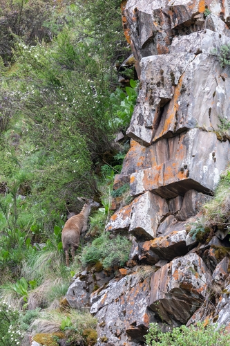 Alpine Musk Deer