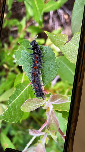 Mourning Cloak