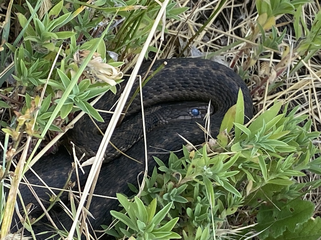 Western Terrestrial Garter Snake from West Bank Park, Great Falls, MT ...