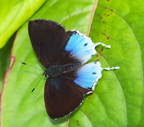 Bornean Sapphire
