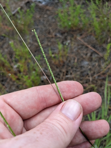 Paspalum setaceum var. supinum